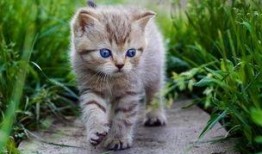 娱乐吃瓜酱牛奶猫,揭秘牛奶猫的神秘魅力